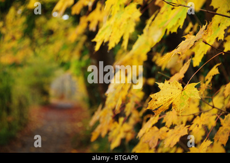 La figura nel giallo a passeggio tra foglie di autunno nel Lake District inglese Foto Stock