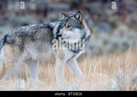 Wild Lupo grigio- davvero selvaggia (non-prigioniero) wolf foto Foto Stock