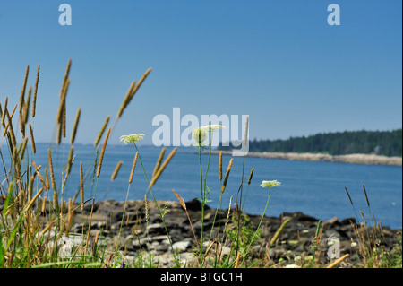 Vista di Penobscot baia incorniciata da erbe e Queen-Anne il laccio dal punto di Marshall Clyde Porto San Giorgio Penisola Maine USA Foto Stock