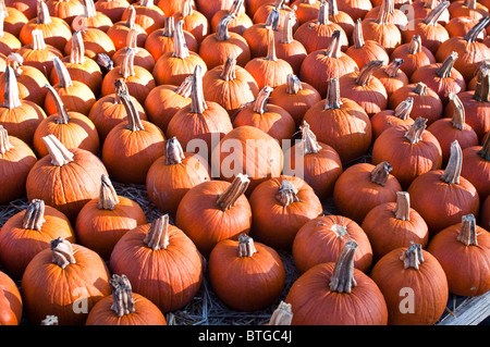 Zucche/jack-o'-lanterne in vendita avvicinando Halloween. Foto Stock