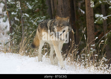 Wild Lupo grigio- davvero selvaggia (non-prigioniero) wolf foto del Canyon Pack Foto Stock