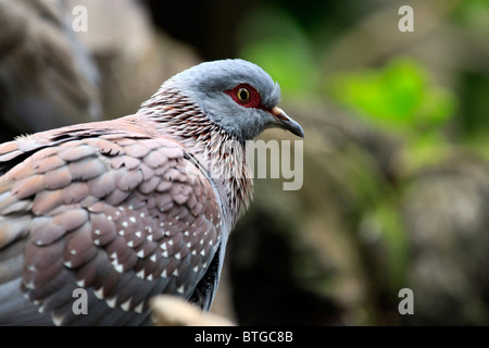 Chiazzato piccione o africano di Pigeon Rock,( columba guinea) nel mondo di uccelli, Hout Bay, Sud Africa. Foto Stock