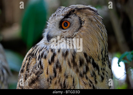 Turkmenian gufo reale (Bubo bubo turcomanusin) nel mondo di uccelli, Hout Bay, Sud Africa. Foto Stock