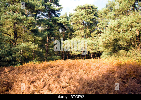 Alberi bracken brughiera Shottisham Suffolk in Inghilterra Foto Stock