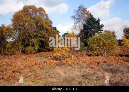 Alberi bracken brughiera Shottisham Suffolk in Inghilterra Foto Stock