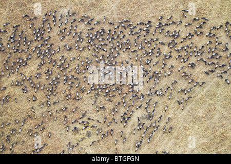 Vista aerea del GNU migrazione. Fino a 1,5 milioni di gnu si muovono attraverso il Mara/Serengeti ogni anno. Kenya Foto Stock