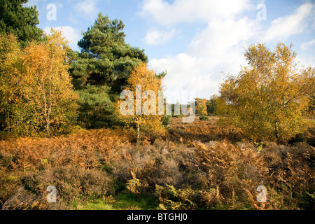 Alberi bracken brughiera Shottisham Suffolk in Inghilterra Foto Stock