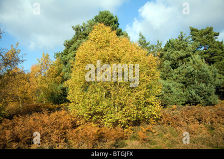 Alberi bracken brughiera Shottisham Suffolk in Inghilterra Foto Stock