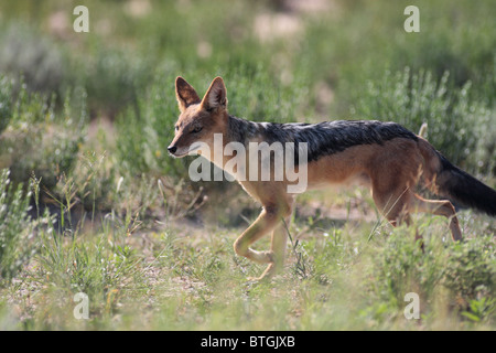 Jackal camminando nel deserto kalhari Foto Stock