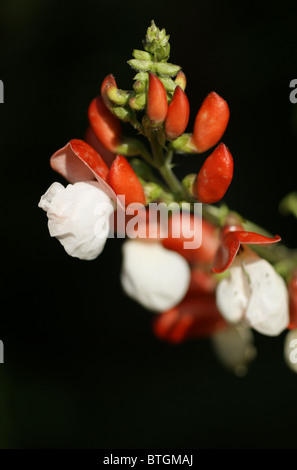 Dipinto di lady, runner bean fiori Foto Stock