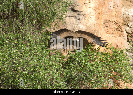 Grifone in volo poco dopo il lancio dal sito di nido Foto Stock