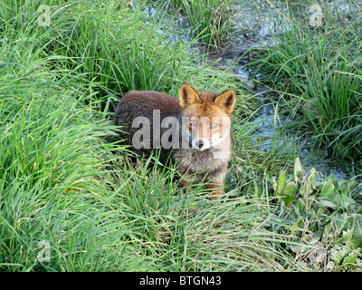 Red Fox (Vulpes vulpes vulpes), il più grande del vero volpi Foto Stock