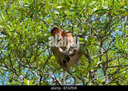 Grande maschio proboscide di scimmia (Nasalis larvatus) mangiare le foglie di mangrovie in una struttura ad albero di mangrovia in Bako National Park in Borneo Foto Stock
