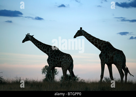 Due giraffe stagliano contro un tardo pomeriggio cielo di nuvole, Sud Africa Foto Stock