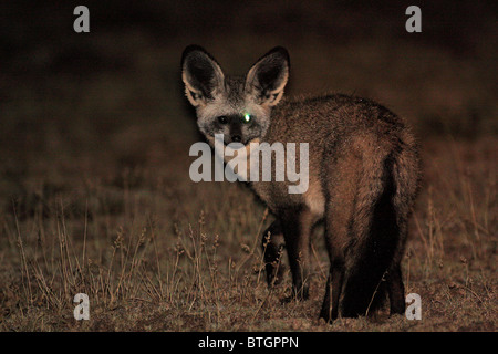 Bat-eared Fox nel profilo durante il night shot Foto Stock