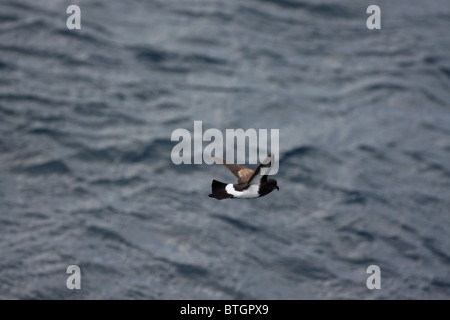 Piccolo petrel volando sul mare Foto Stock