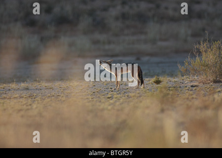 Jackal camminando nel deserto kalhari Foto Stock