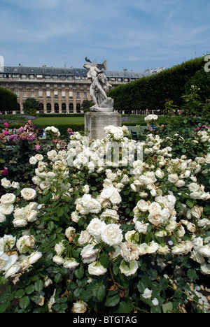 Rose bianche in fiore nel giardino del Palais Royal, Paris, Francia Foto Stock