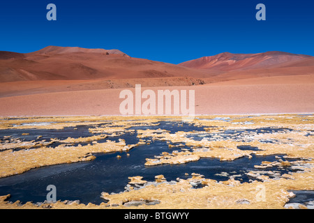 Laguna gelata Quepiaco nel deserto di Atacama, Cile Foto Stock