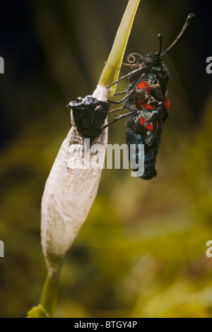 Sei spotted Burnett, falena Zygaena filipendulae recentemente emerso dal bozzolo, Dorset, Regno Unito Foto Stock