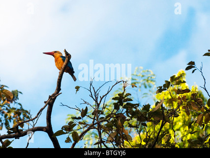 Stork fatturati Kingfisher (Pelargopsis capensis) seduto in un albero lungo il fiume Kinabatangan. Foto Stock