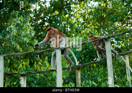 Piccola famiglia di proboscide scimmie (Nasalis larvatus) attraversando una scimmia speciale ponte su un tribituary al fiume Kinabatangan. Foto Stock