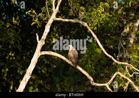 A testa grigia Aquila pesce (Ichthyophaga ichthyaetus) seduto su un ramo lungo il fiume Kinabatangan. Foto Stock