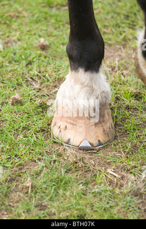 Cavallo (Equus caballus), il piede anteriore e caric il sistemaare zoccolo. Animale permanente e il piede sul suolo. Foto Stock