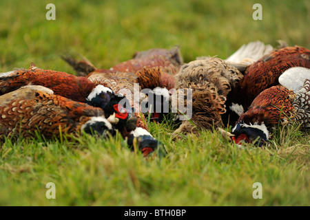 Shot fagiani in un heap sul pavimento Foto Stock