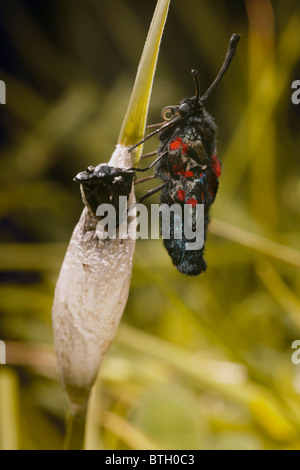 Sei spotted Burnett, falena Zygaena filipendulae recentemente emerso dal bozzolo, Dorset, Regno Unito Foto Stock