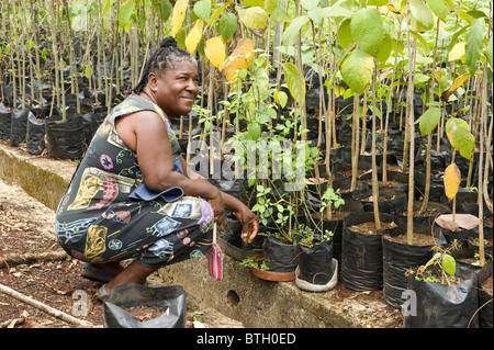 La donna nel vivaio di Saint Lucia persone Windward Islands West Indies Caraibi Foto Stock