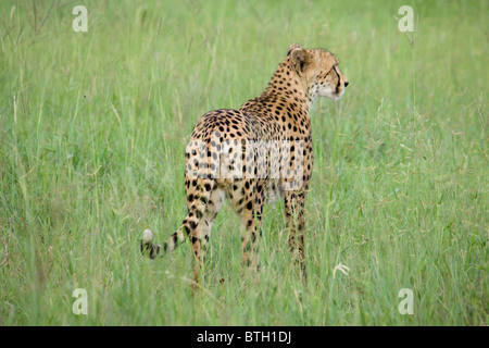 Il Roaming cheetah - Acinonyx jubatus - nel selvaggio nel grande Parco Nazionale Kruger la prateria a Sabi Sand Game Reserve Foto Stock