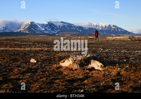 La vertebra di balena ricoperta con MOSS, Spitsbergen Foto Stock