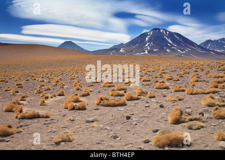 Altiplano erba paja brava vicino vulcano Miscanti, deserto di Atacama, Cile Foto Stock