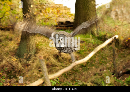 La scavando la civetta (Athene cunicularia) sta per prendere il via. Foto Stock