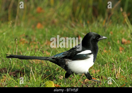 Gazza comune (Pica pica) Foto Stock