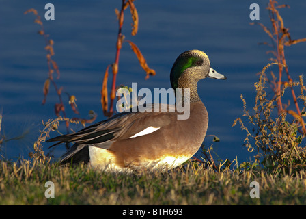 Maschio Wigeon americano (Anas americana) nei pressi di un laghetto, Aurora Colorado US. Foto Stock