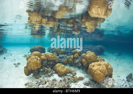 Diverse teste di corallo sono replicati in superficie calma di una parte isolata dell'Rock Islands. Pesce mandarino Lago, Palau. Foto Stock