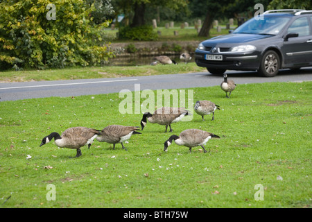 Oche del Canada Branta canadensis. Gli uccelli appena dopo aver camminato su una strada trafficata da un fiume di pascolare su l'altro lato. Foto Stock