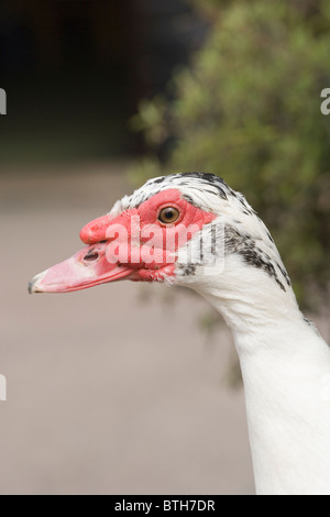 Anatra muta (Cairini moschata). Modulo interno. Femmina. Ritratto. Foto Stock