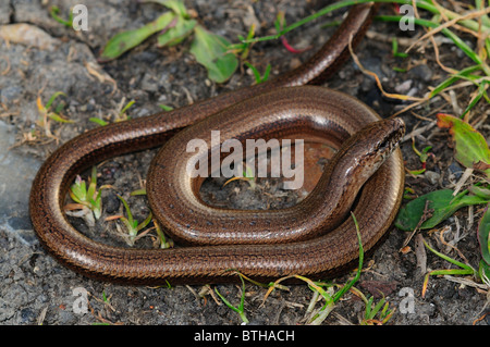 Un adulto slow worm avvolto a riposo. Dorset, Regno Unito Aprile 2010 Foto Stock