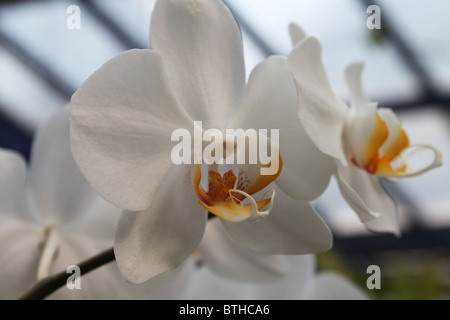 Doritaenopsis bianco Orchidee