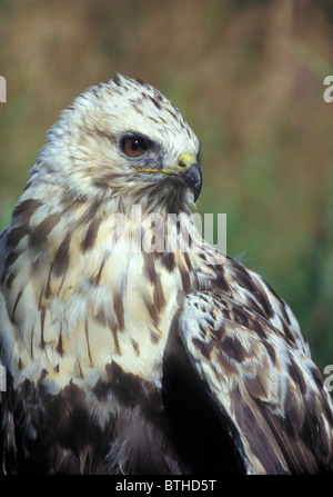 Rough-zampe Poiana (Buteo lagopus) verticale. Foto Stock