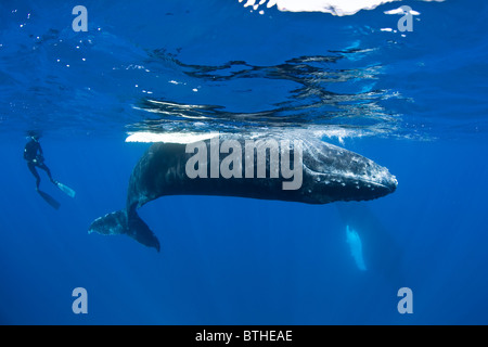 Una megattera di vitello, Megaptera novaeangliae, riproduce in superficie mentre un snorkeler orologi a parecchi metri di distanza. Foto Stock