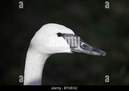 Close-up ritratto di profilo di un adulto Trumpeter Swan, Cygnus buccinatore. Foto Stock