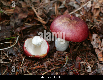 Viola nerastro Russula o viola, Brittlegill Russula atropurpurea, Russulaceae. Foto Stock