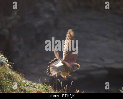 Il Gheppio, il Falco tinnunculus tenendo fuori dal bordo di una scogliera, Bude, Cornwall, Regno Unito Foto Stock