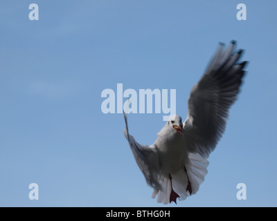 Testa nera gabbiano, Larus ridibundus cattura il pane a metà del volo, REGNO UNITO Foto Stock