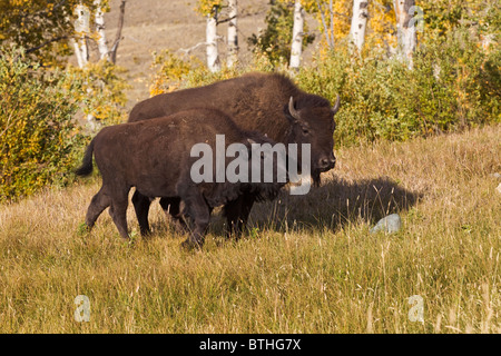 Bisonti americani - il giovane vacca e vitello Foto Stock