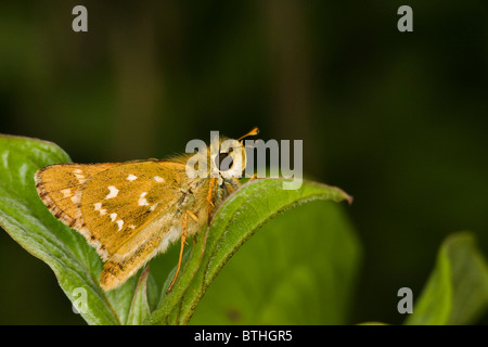 Argento-spotted Skipper (Hesperia virgola) Foto Stock